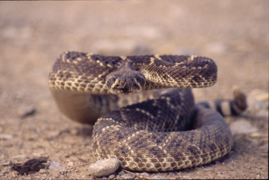 Rattlesnake.