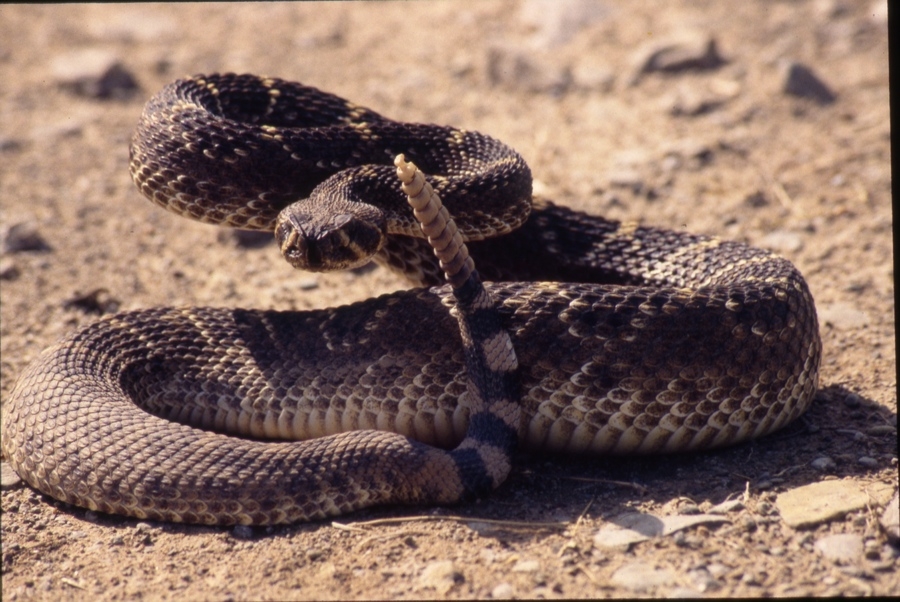 Rattlesnake.