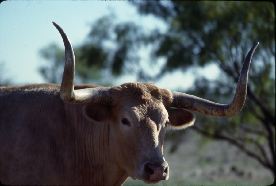 Lambshead Ranch Longhorn.