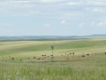 Great Plains Scene (CO).
